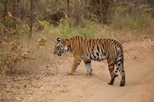 vignette Inde_2018_0650.jpg