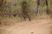 vignette Inde_2018_0659.jpg