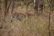 vignette Inde_2018_0663.jpg