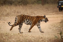vignette Inde_2018_0681.jpg