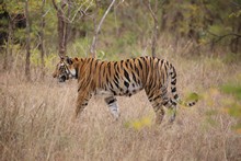 vignette Inde_2018_0728.jpg
