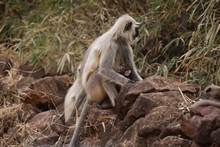vignette Inde_2018_0755.jpg