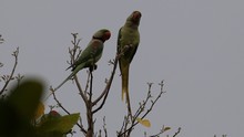 vignette Inde_2018_0766.jpg