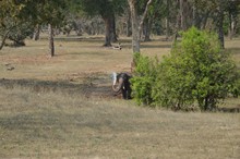 vignette Inde_2018_0773.jpg