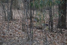 vignette Inde_2018_0807.jpg