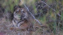 vignette Inde_2018_0857.jpg