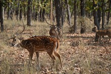 vignette Inde_2018_0910.jpg