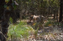 vignette Inde_2018_0926.jpg