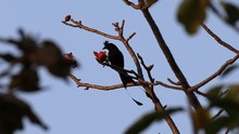 vignette Inde_2018_1018.jpg