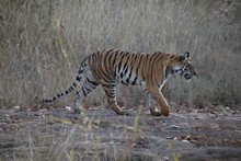 vignette Inde_2018_1120.jpg