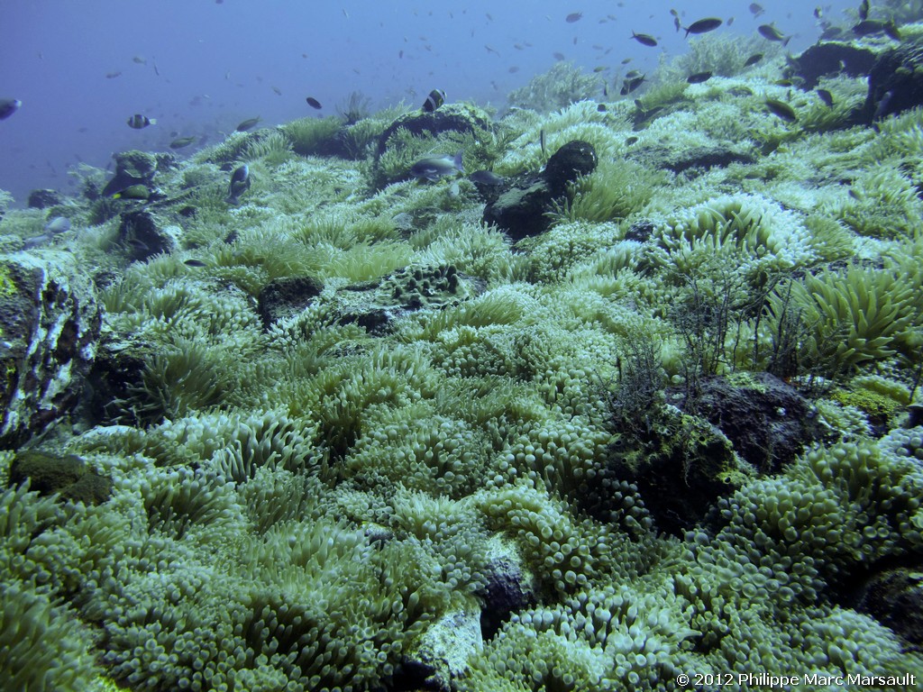 /ecran/Alor_2012-04_0735.jpg