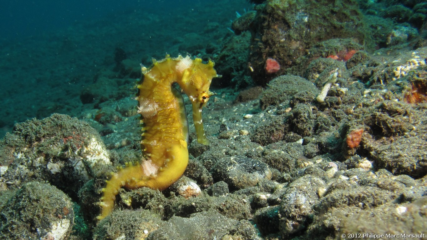/ecran/Alor_2012-04_0818.jpg