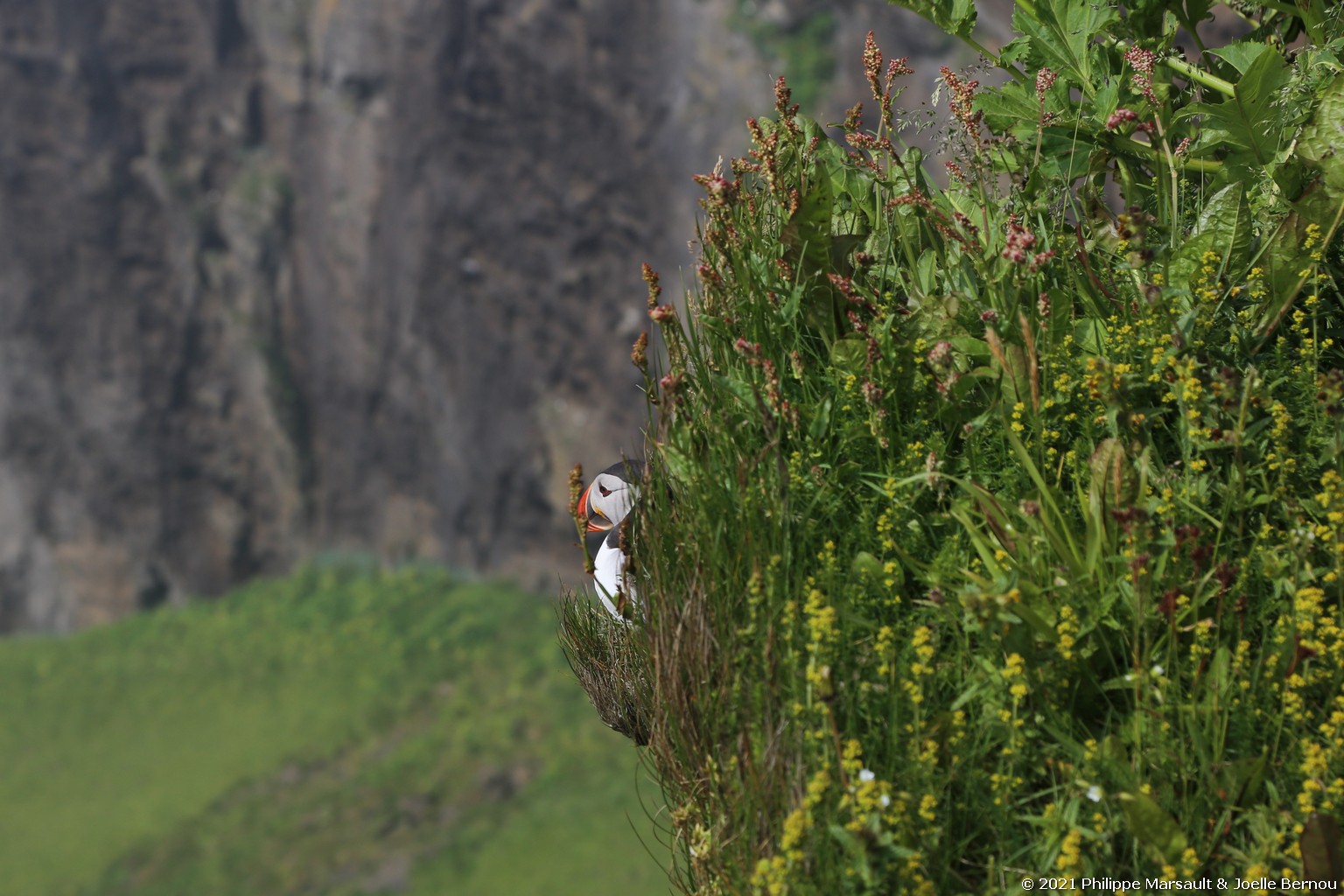 /ecran/Islande_0383.jpg