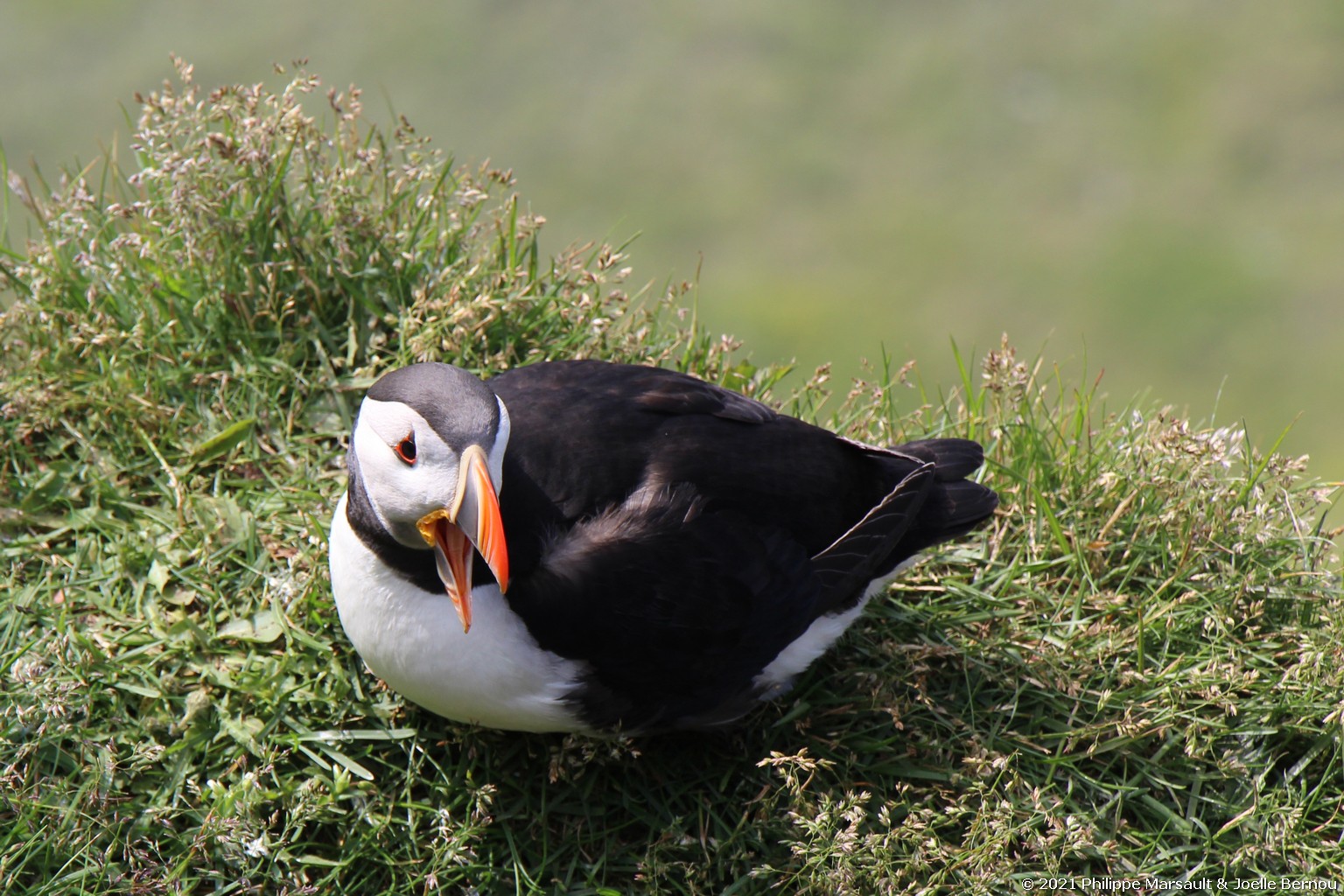 /ecran/Islande_0400.jpg