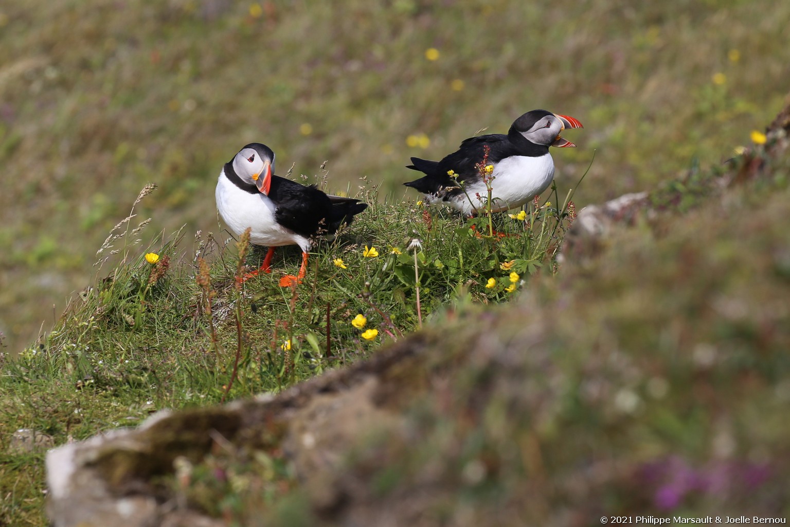 /ecran/Islande_0419.jpg