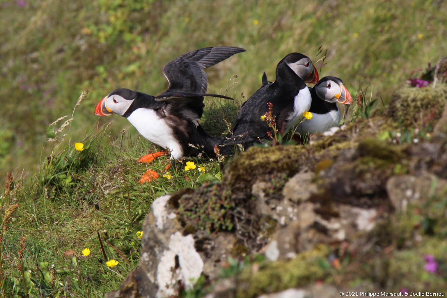 /ecran/Islande_0423.jpg