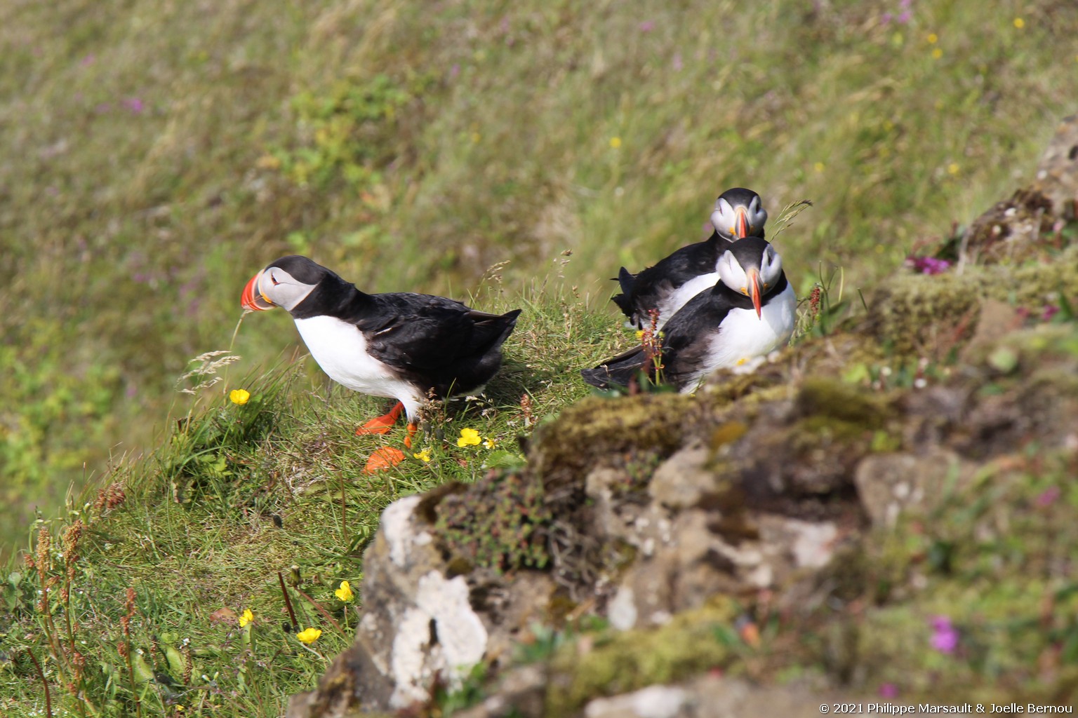 /ecran/Islande_0425.jpg