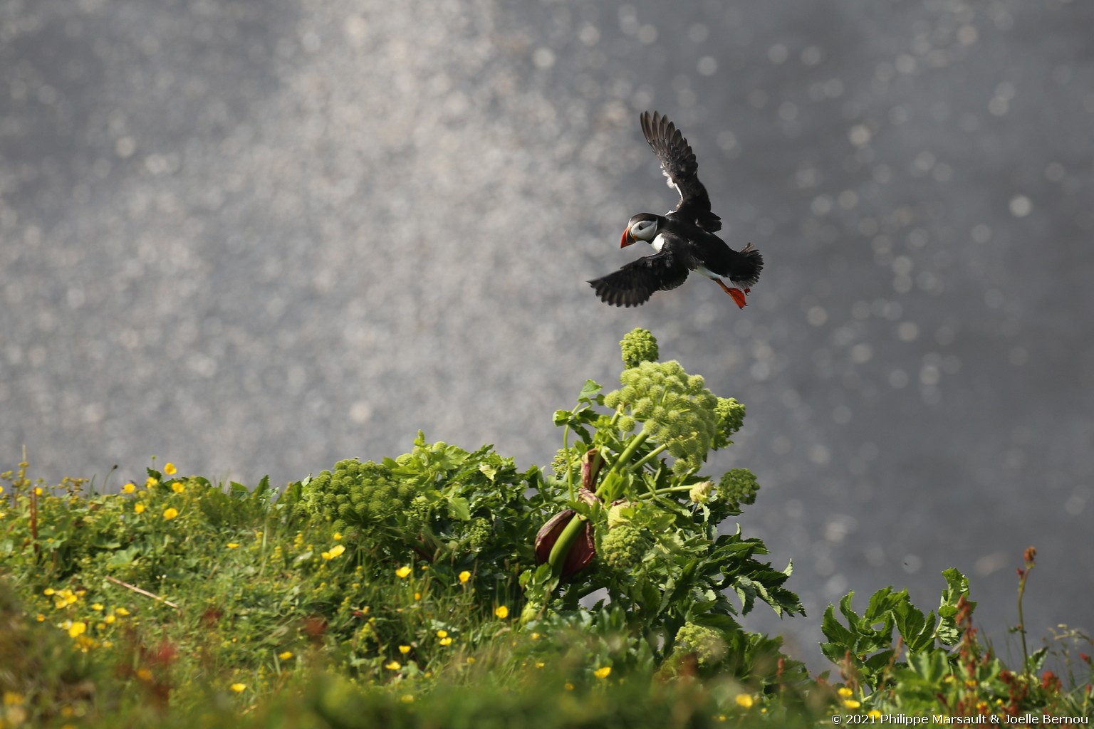 /ecran/Islande_0426.jpg