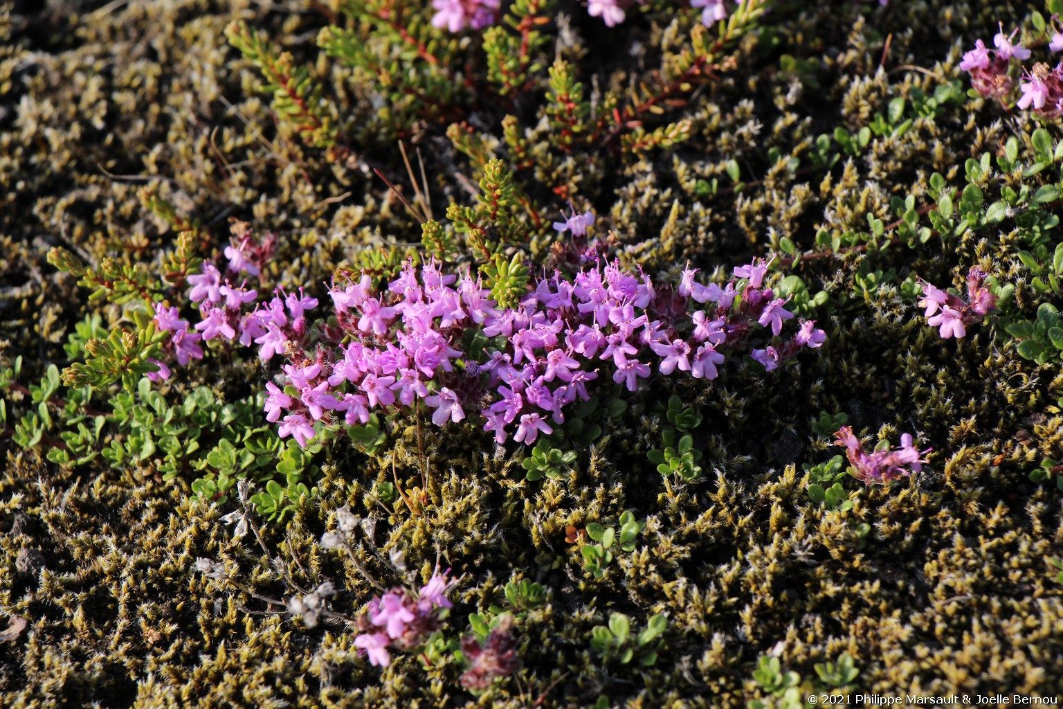 /ecran/Islande_0484.jpg