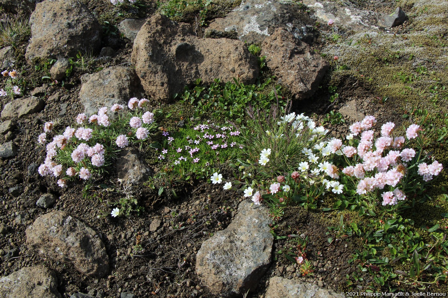 /ecran/Islande_0518.jpg