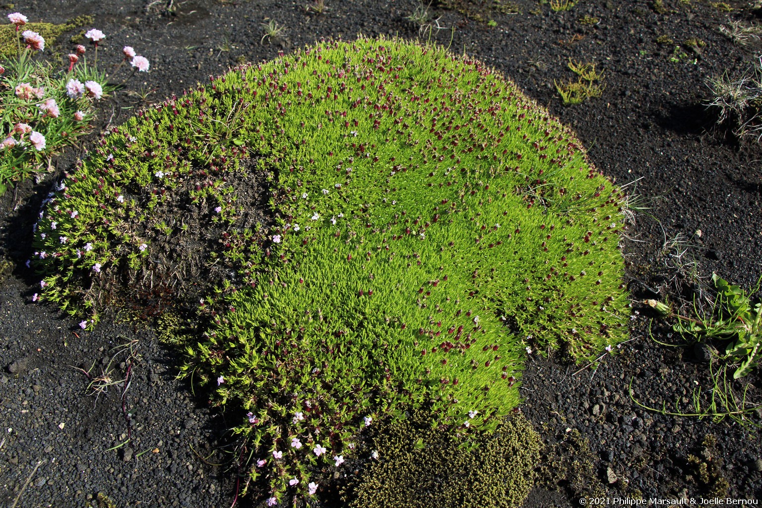 /ecran/Islande_0732.jpg