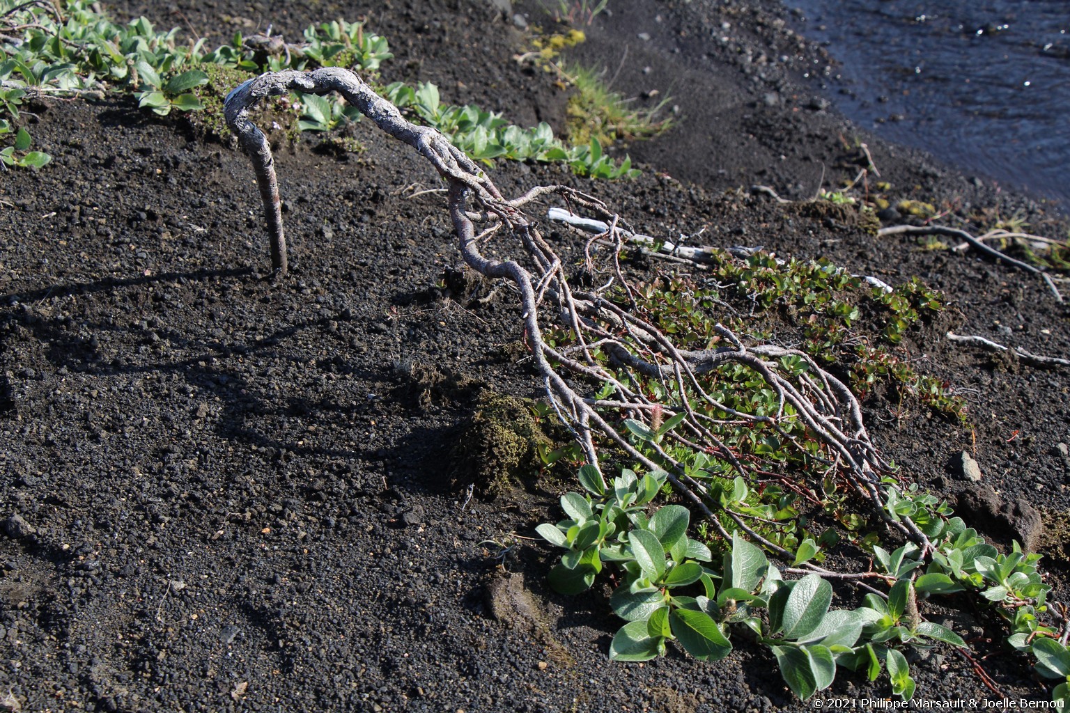 /ecran/Islande_0757.jpg