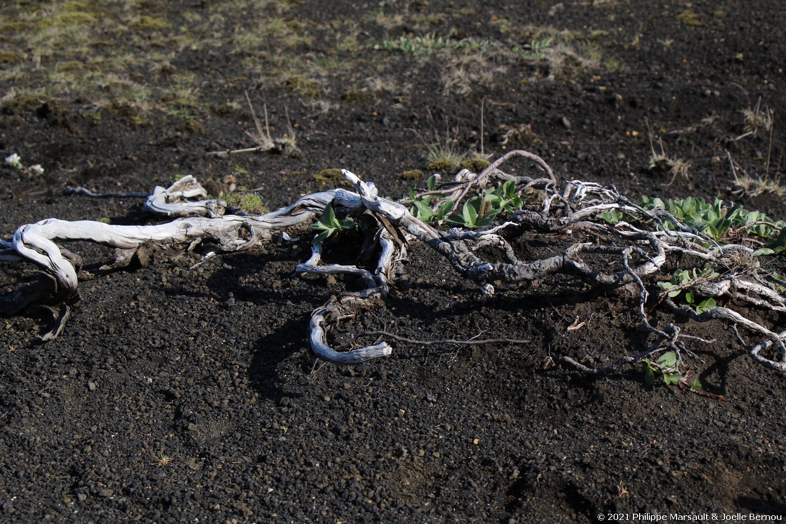 /ecran/Islande_0759.jpg