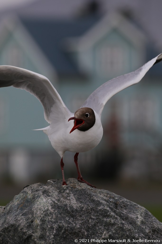 /ecran/Islande_1364.jpg