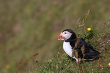 vignette Islande_0385.jpg
