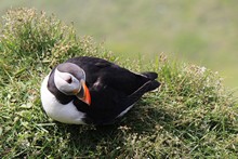 vignette Islande_0404.jpg