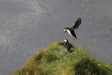 vignette Islande_0405.jpg
