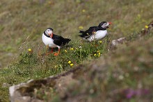 vignette Islande_0419.jpg