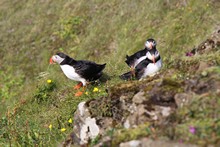 vignette Islande_0425.jpg