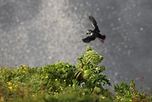vignette Islande_0426.jpg