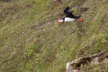 vignette Islande_0429.jpg