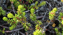 vignette Islande_0461.jpg