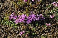 vignette Islande_0484.jpg