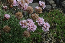 vignette Islande_0505.jpg