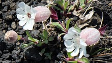 vignette Islande_0688.jpg