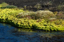vignette Islande_0728.jpg