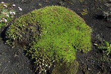 vignette Islande_0732.jpg