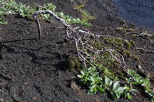vignette Islande_0757.jpg