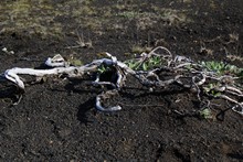 vignette Islande_0759.jpg