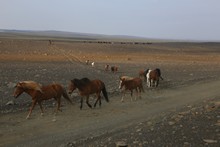 vignette Islande_0877.jpg
