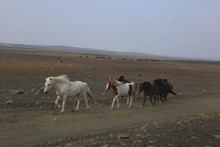 vignette Islande_0879.jpg