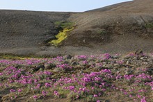 vignette Islande_0905.jpg