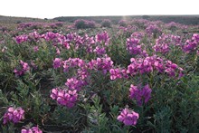 vignette Islande_0907.jpg
