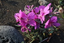 vignette Islande_0915.jpg