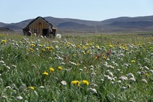 vignette Islande_1260.jpg