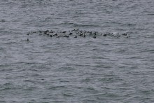 vignette Islande_1340.jpg